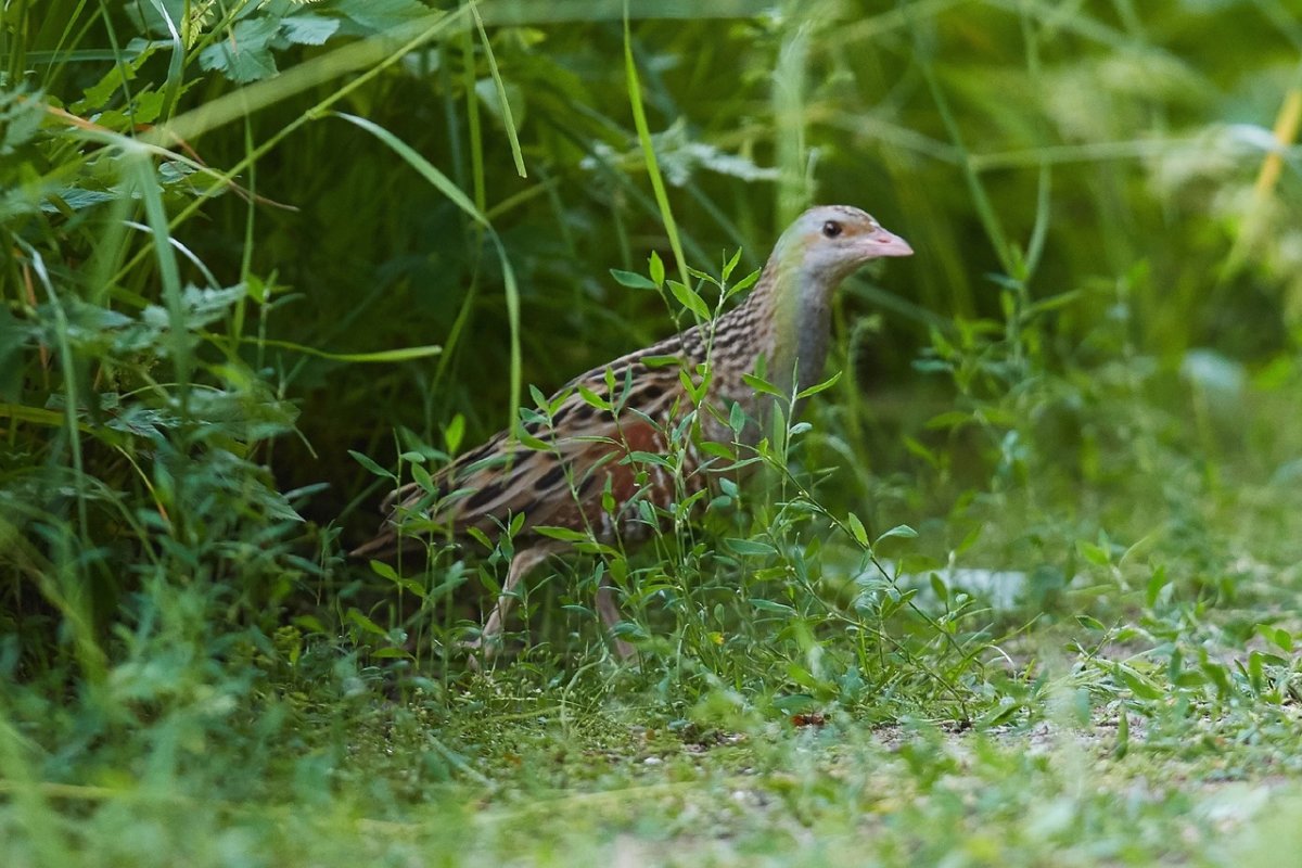 , Перепел, Коростель, Кулик-Чибис.