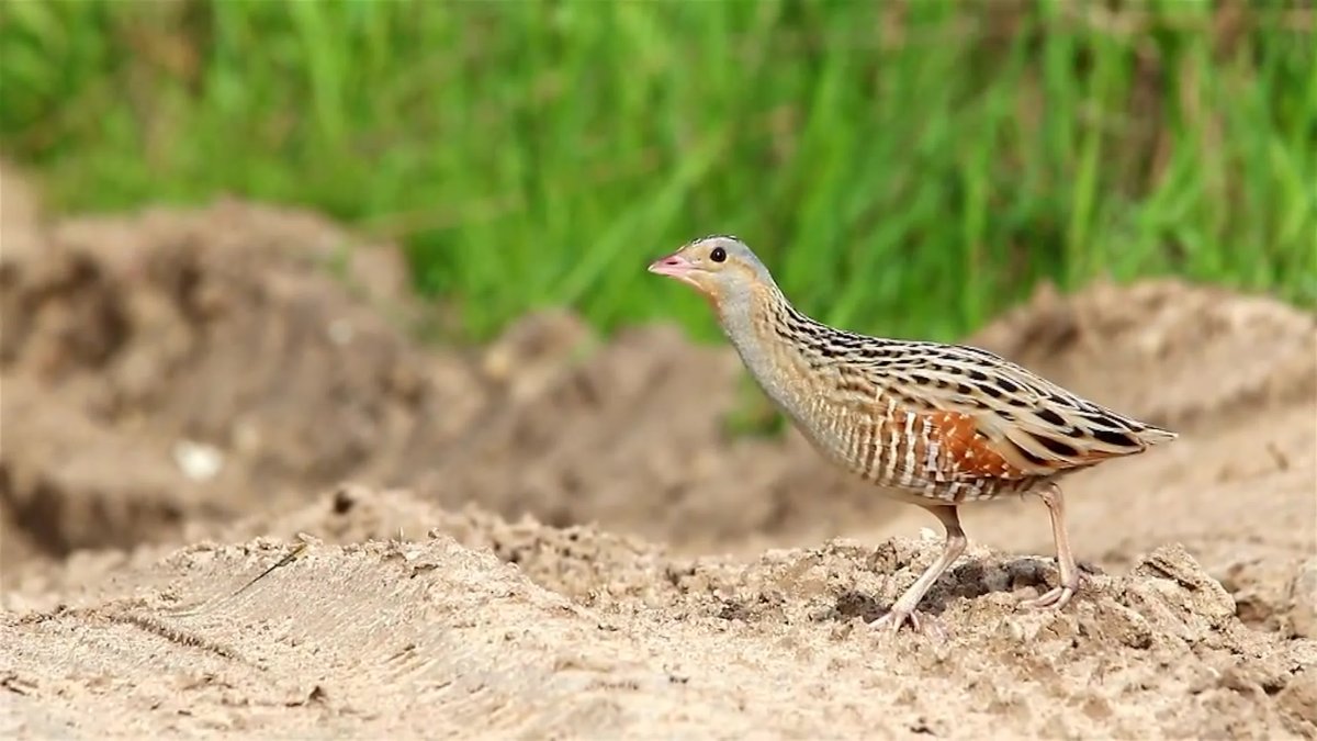 Коростель птенец