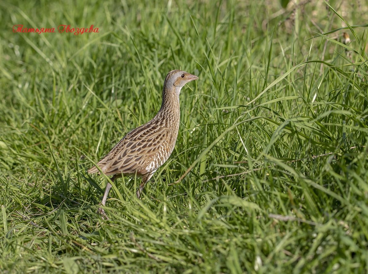 Коростель как кормить