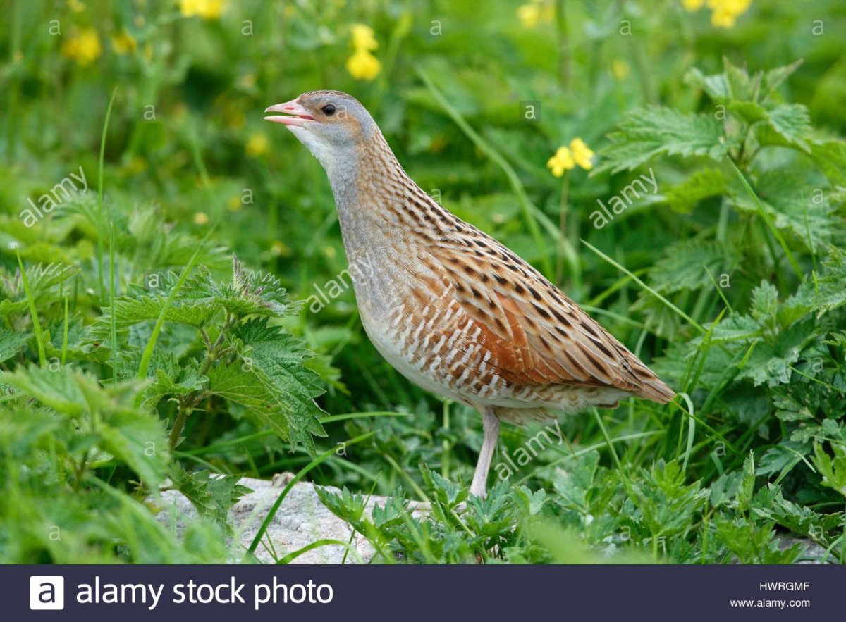 Коростель черный