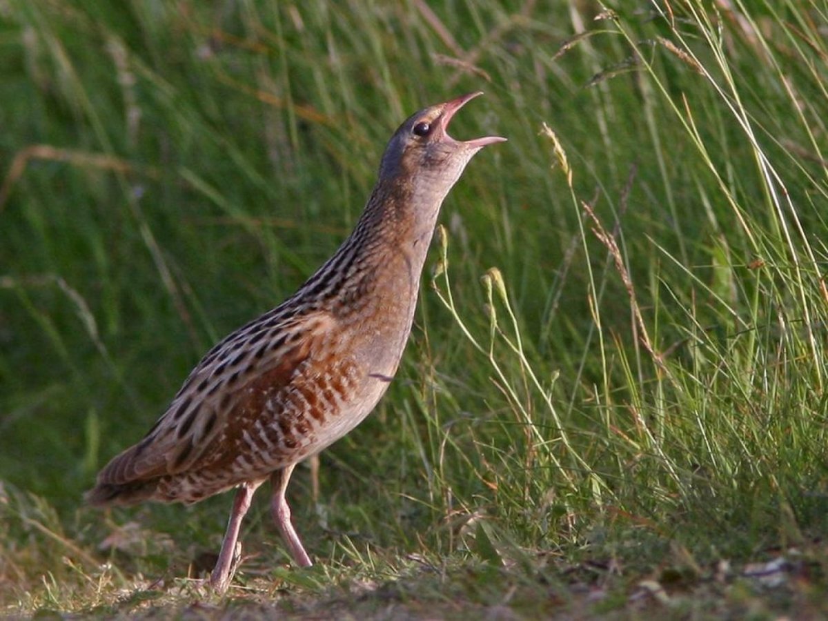 Коростель Crex Crex питается