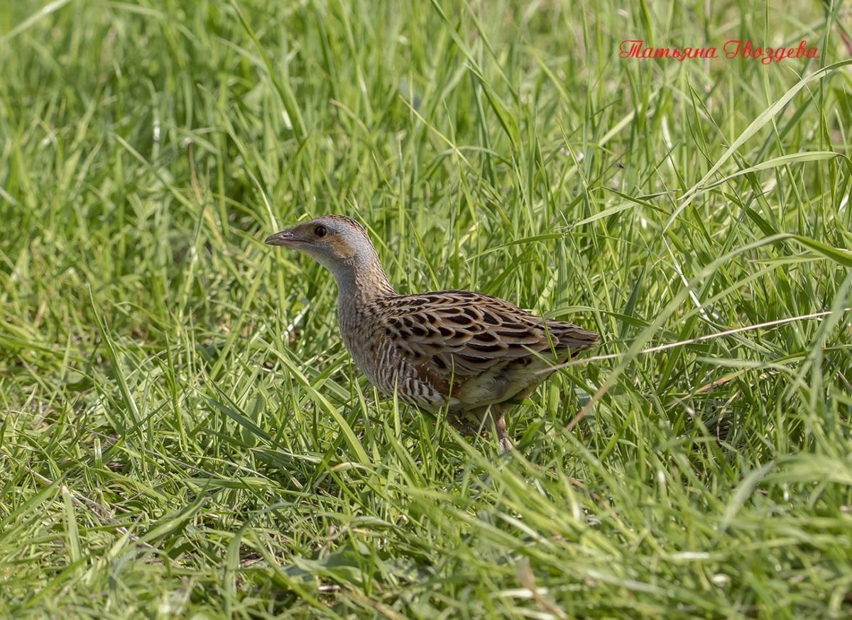 Коростель птенец