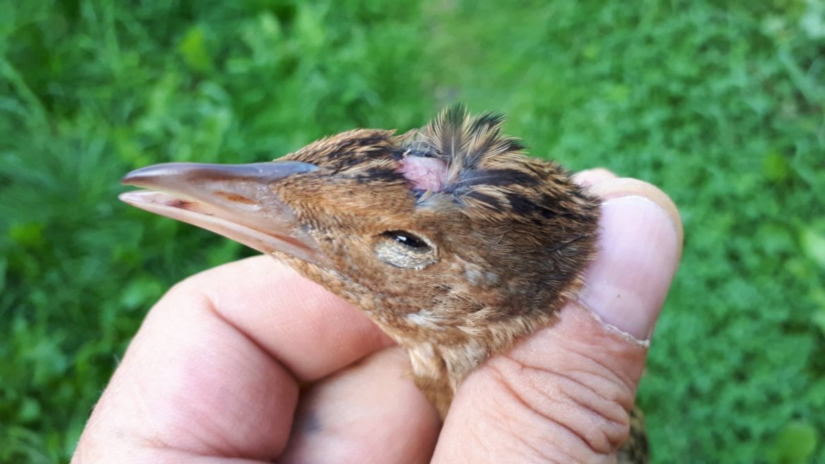 Луговая птица Коростель