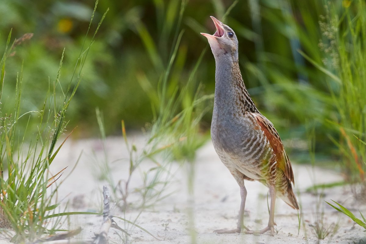 Коростель птенец