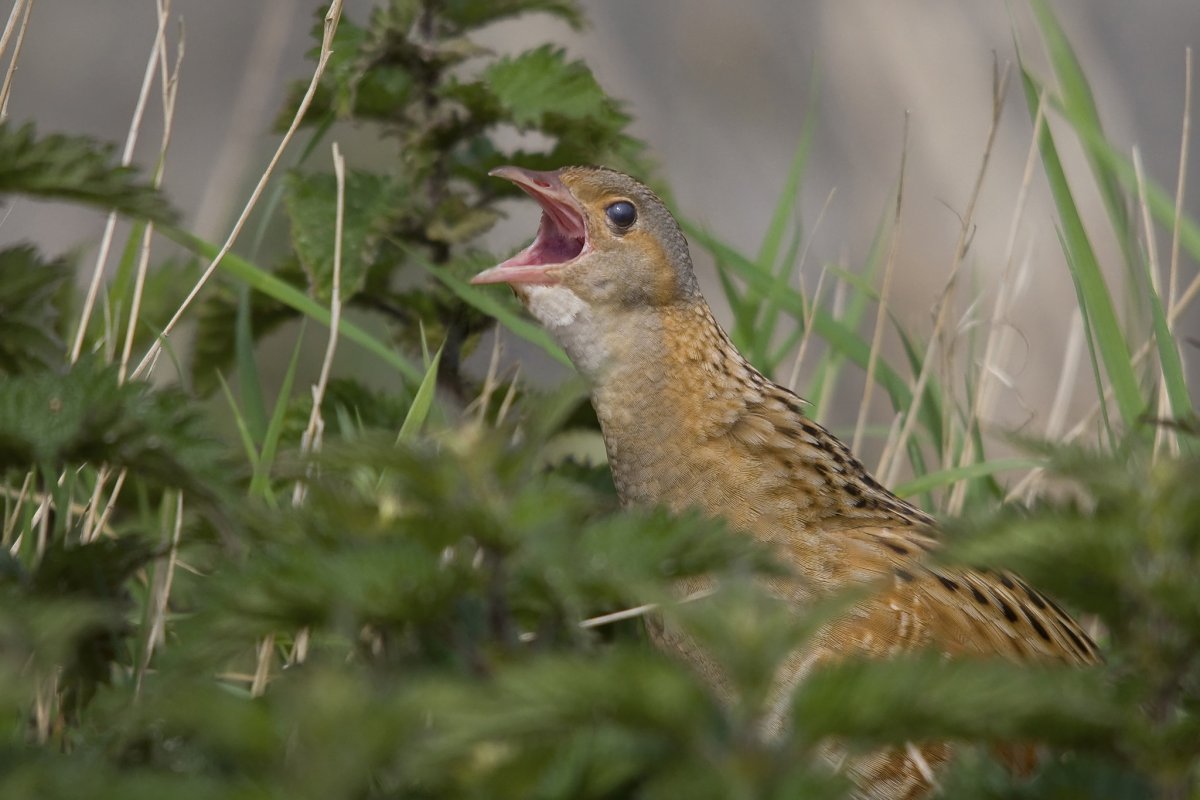 Птенец дрозда рябинника