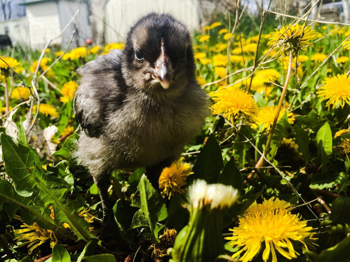 Перепел обыкновенный Coturnix Coturnix