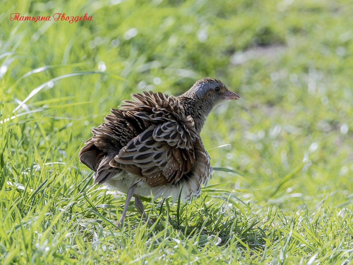 Коростель Египетский