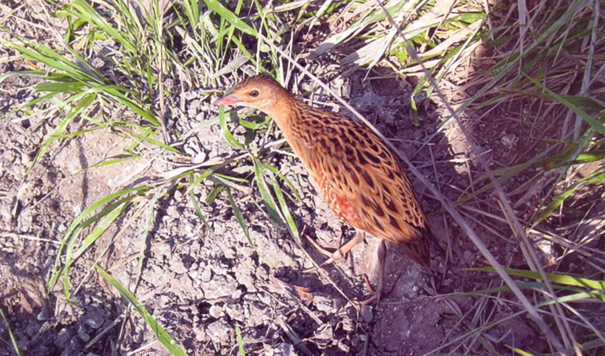 Жаворонок в траве