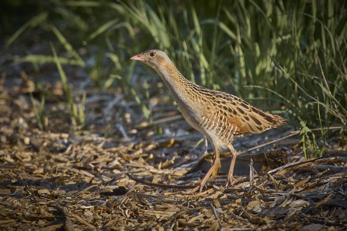 Коростель Дергач птица