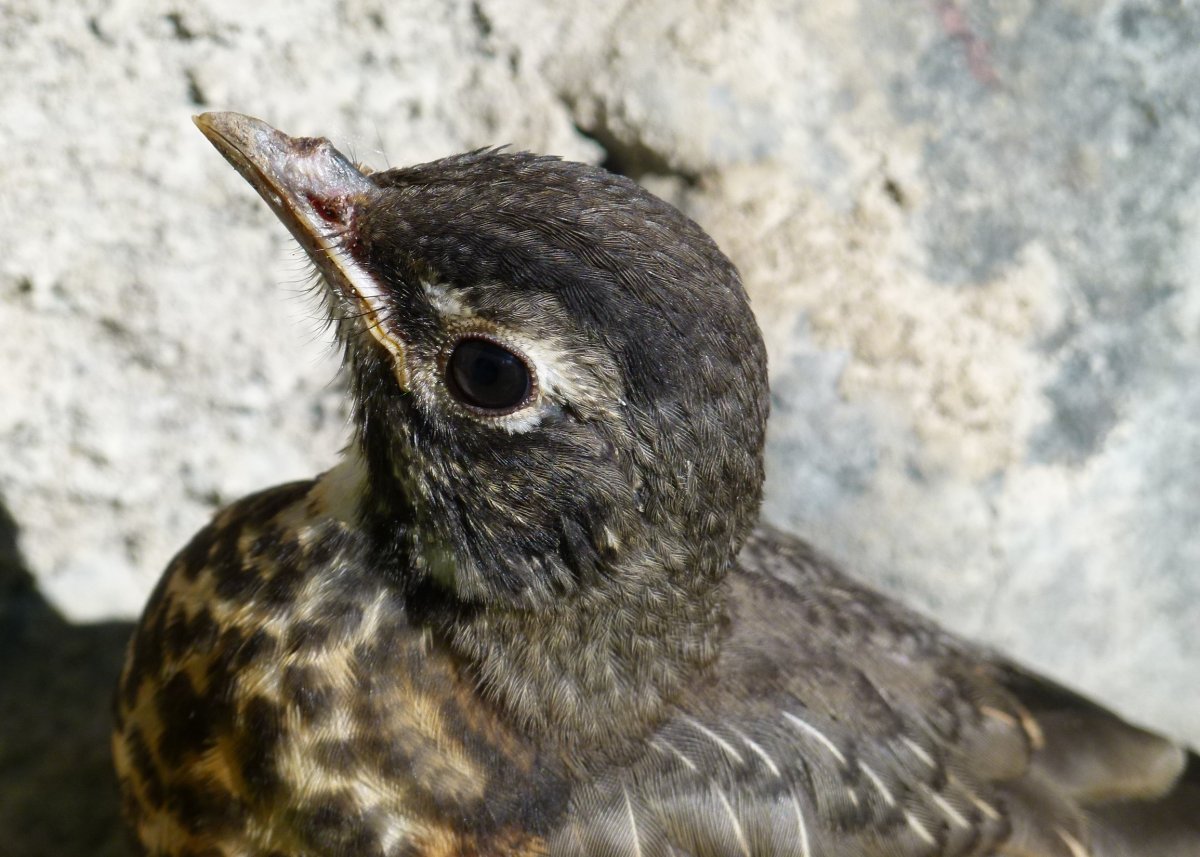 Коростель род