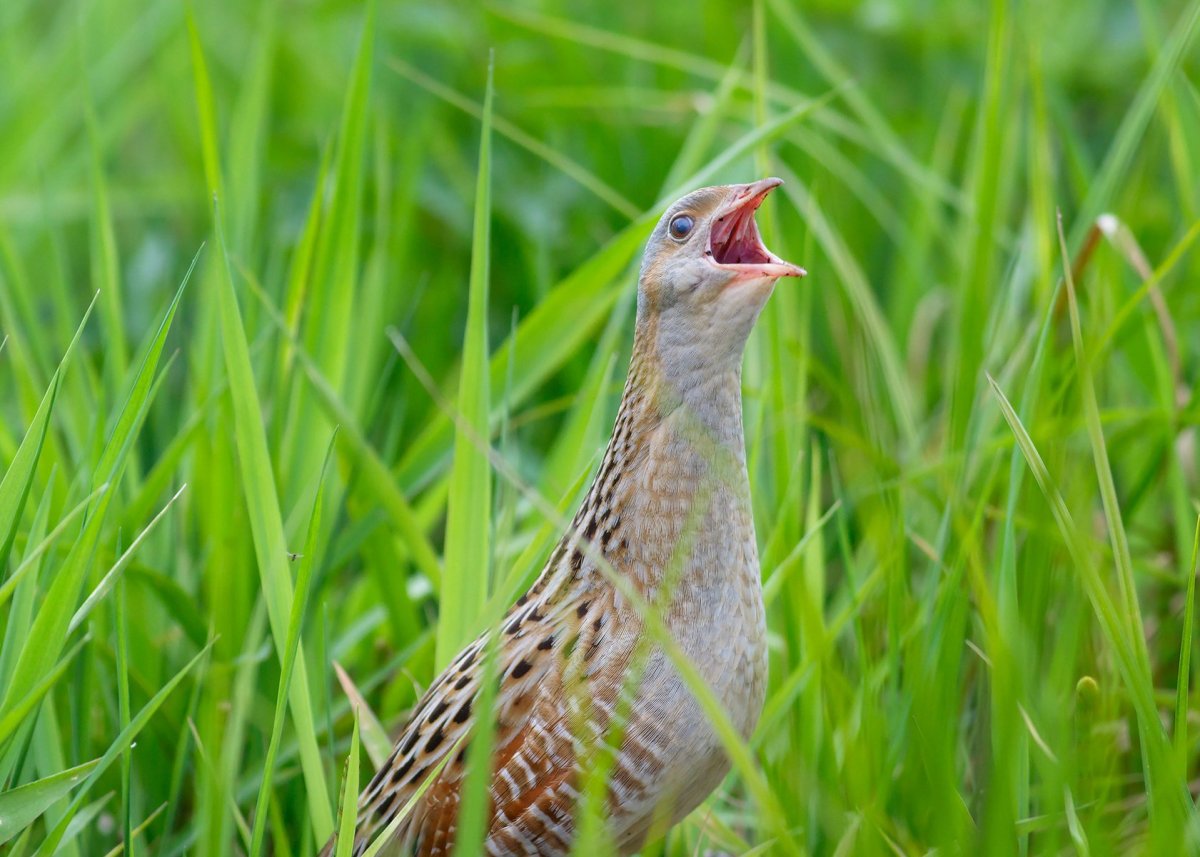 Коростель птенец