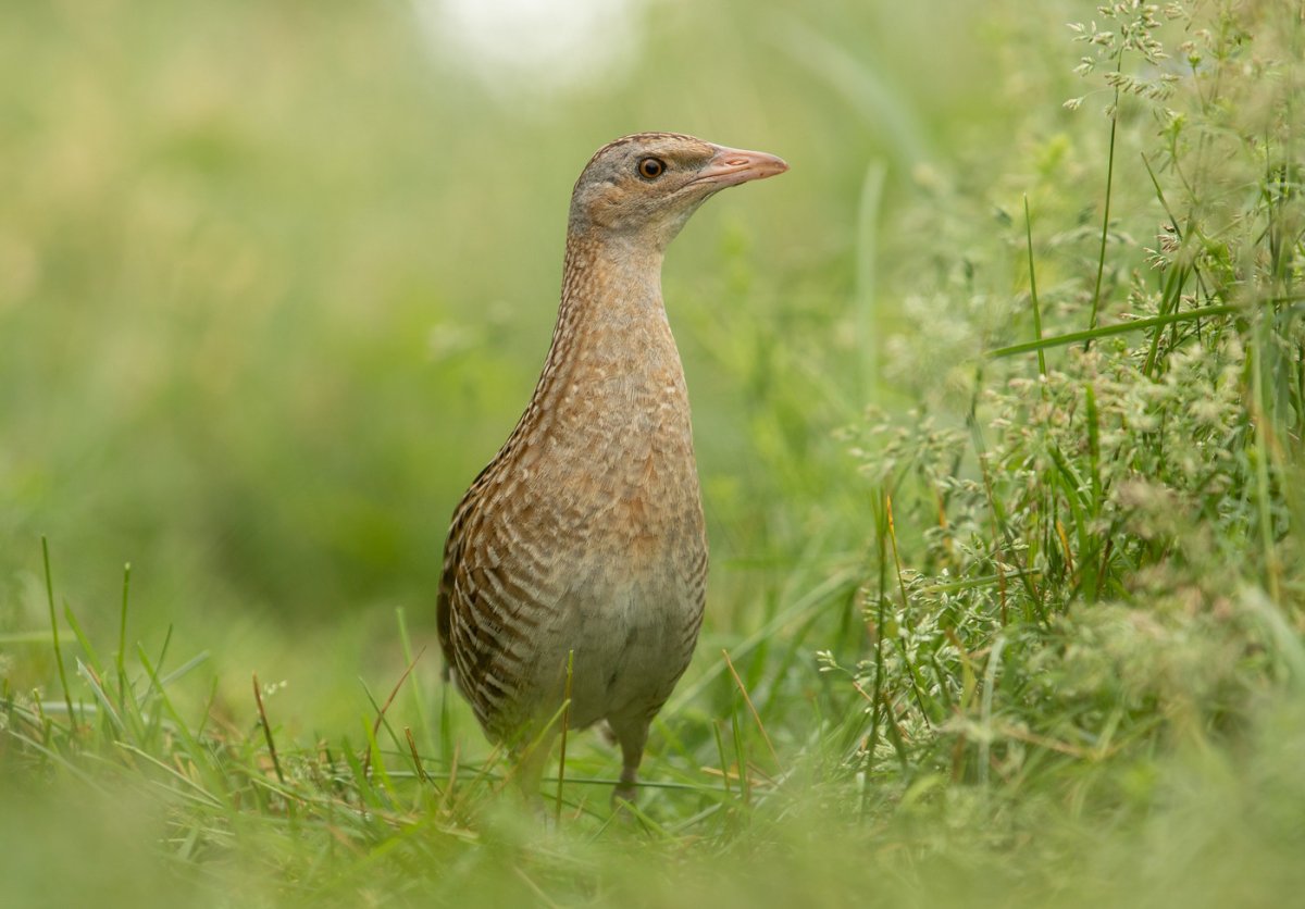 Болотный Коростель