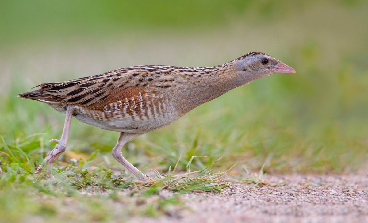 Коростель Дергач