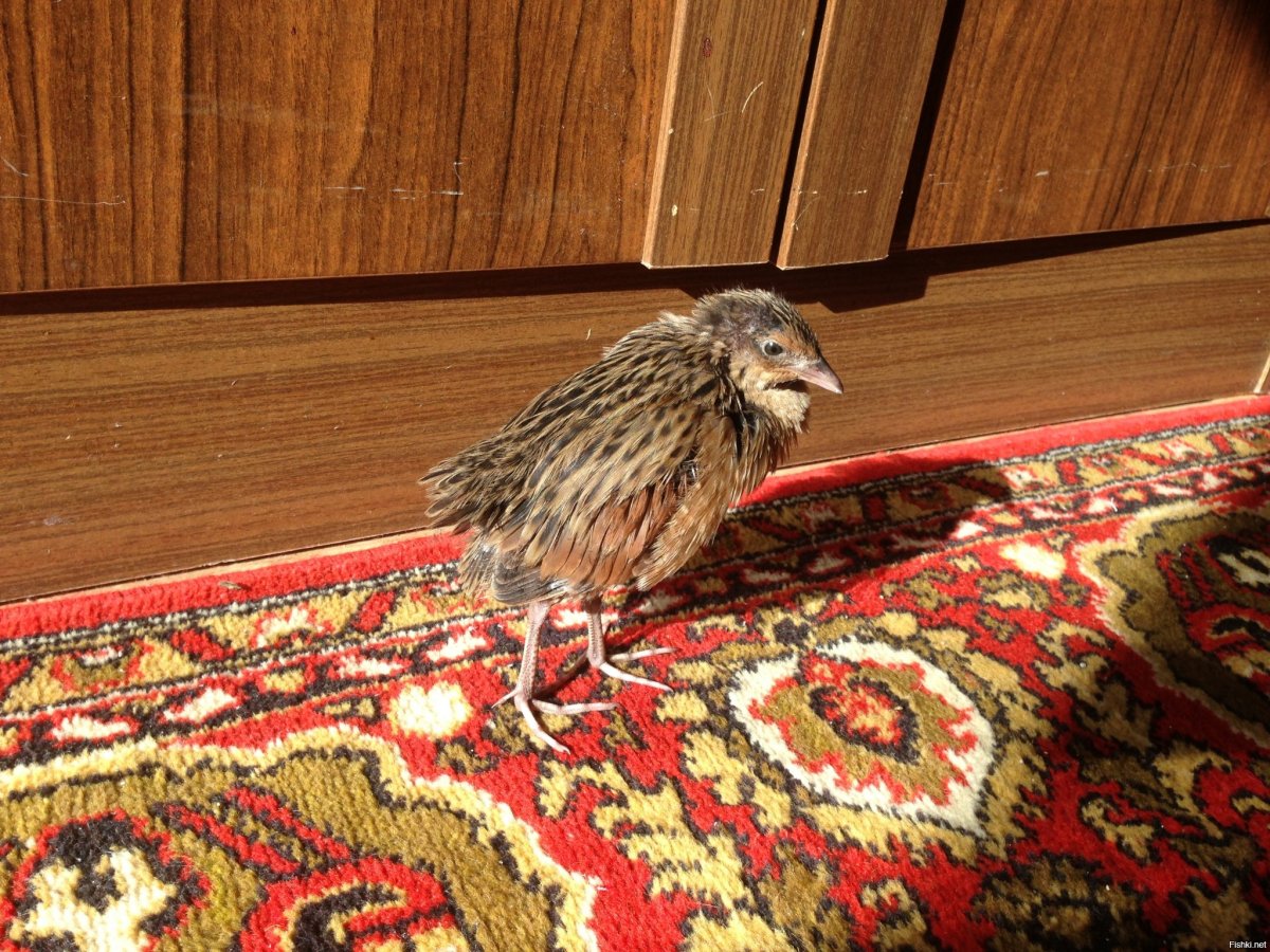 Птенец в ладонях