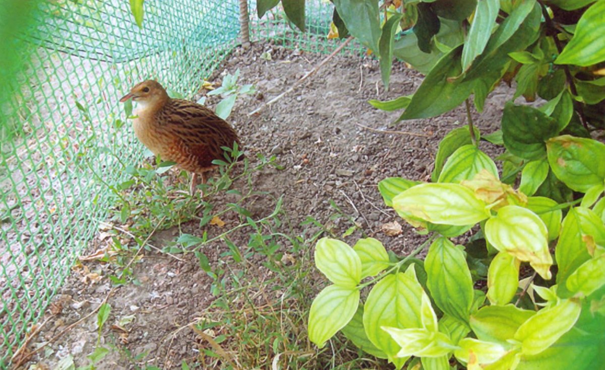 Коростель Египетский