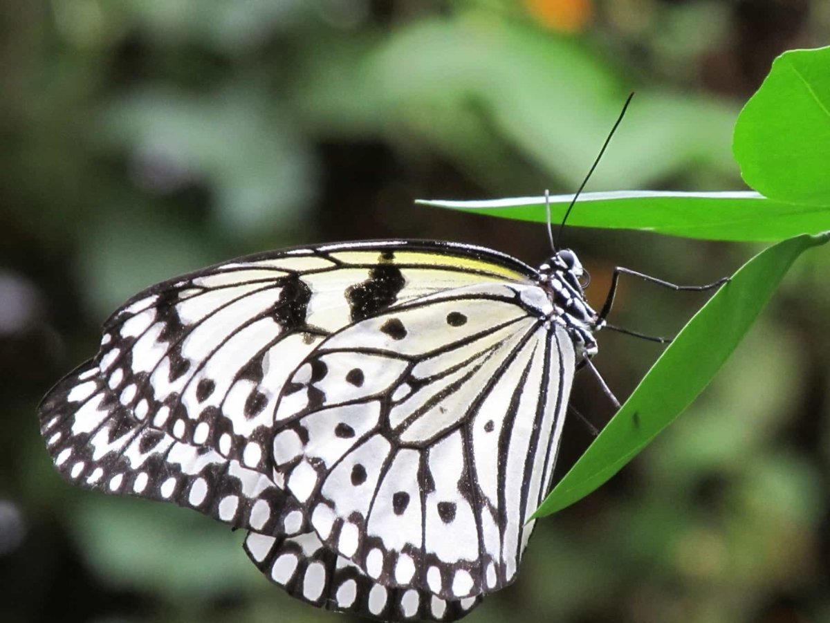 Сатурния цекропия
