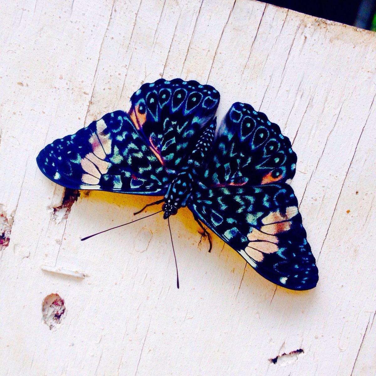 Винусуэльский пуделëвый матылëк