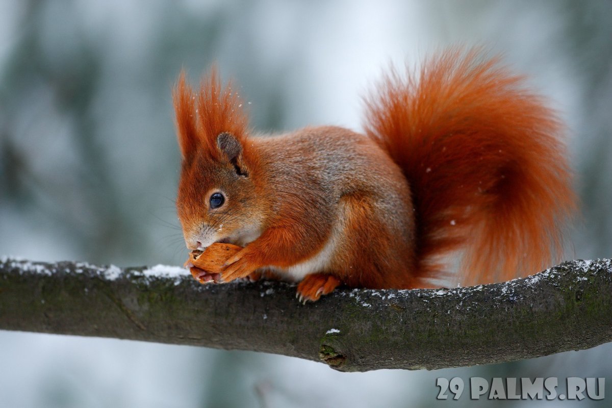 Белка оранжевая с черным хвостом