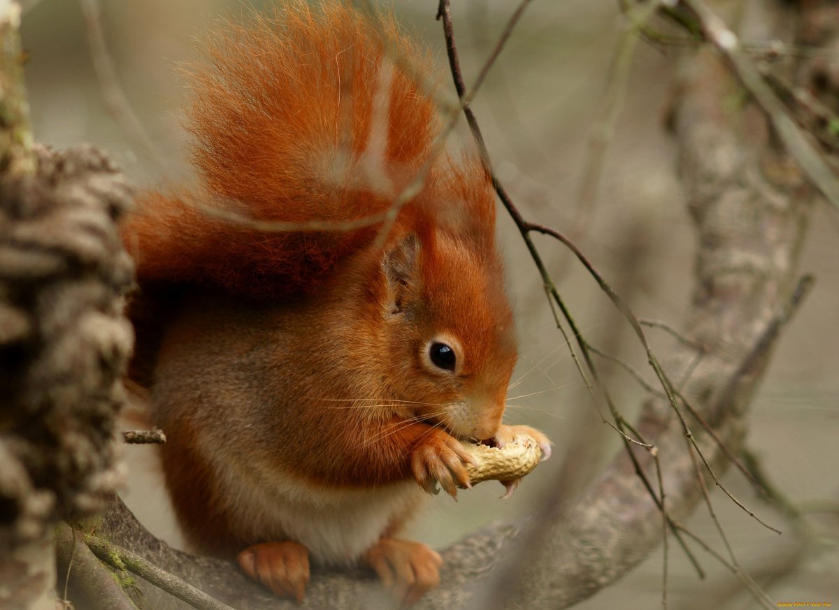 Тёмно-рыжие белки