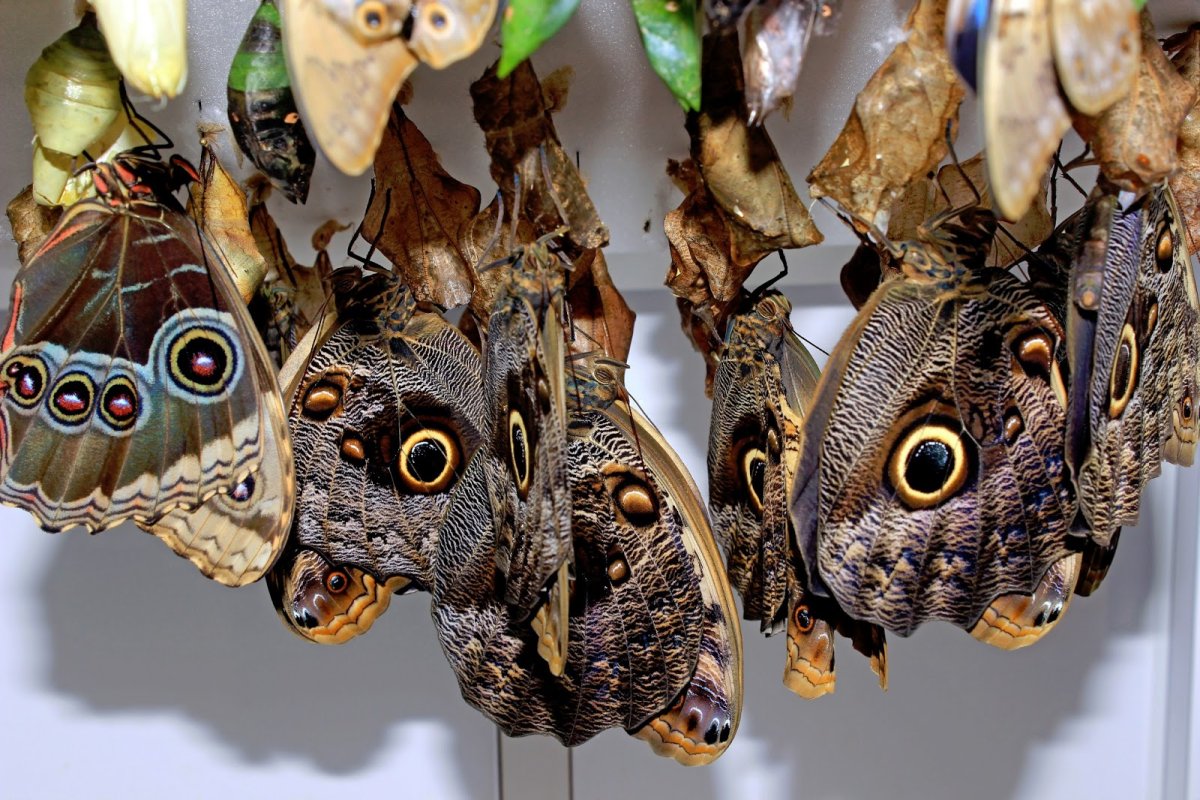 Драгонфлай Стрекоза