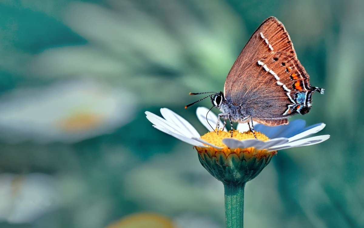 Бабочка Махаон Адмирал