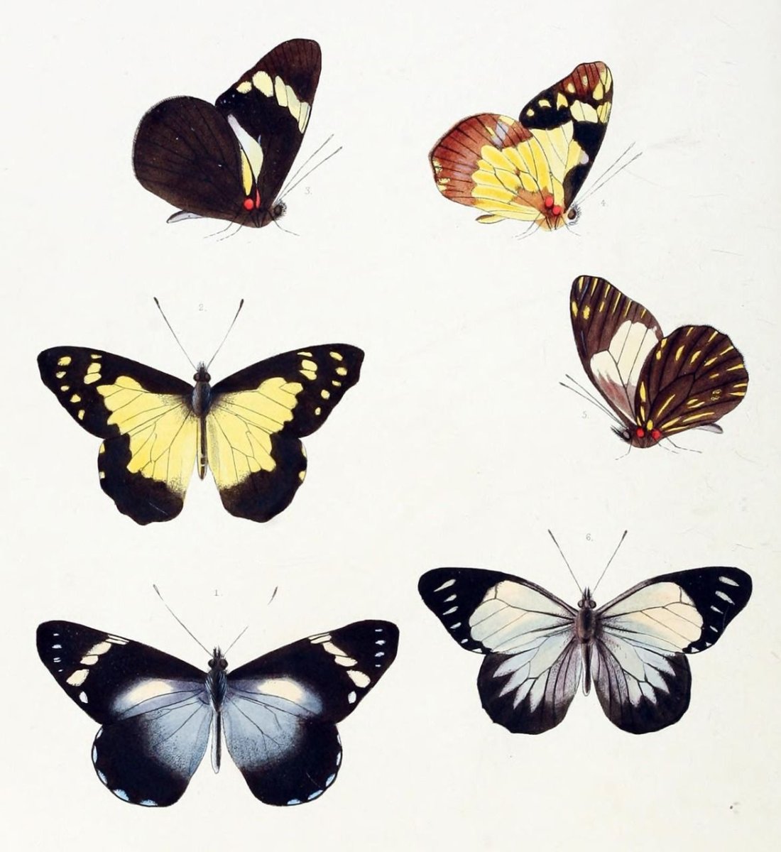 Лономия бабочка