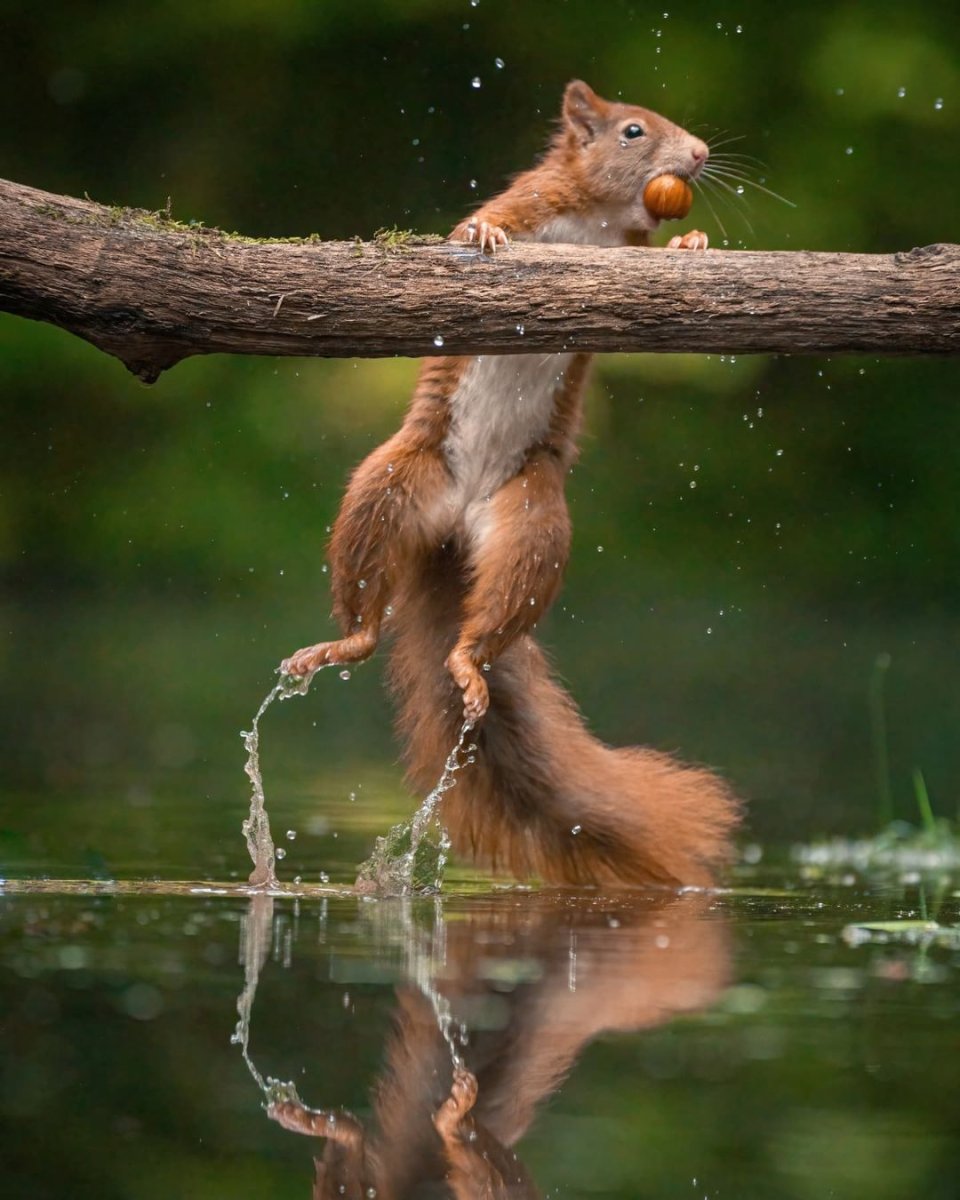 Jon Vaver photographer белка