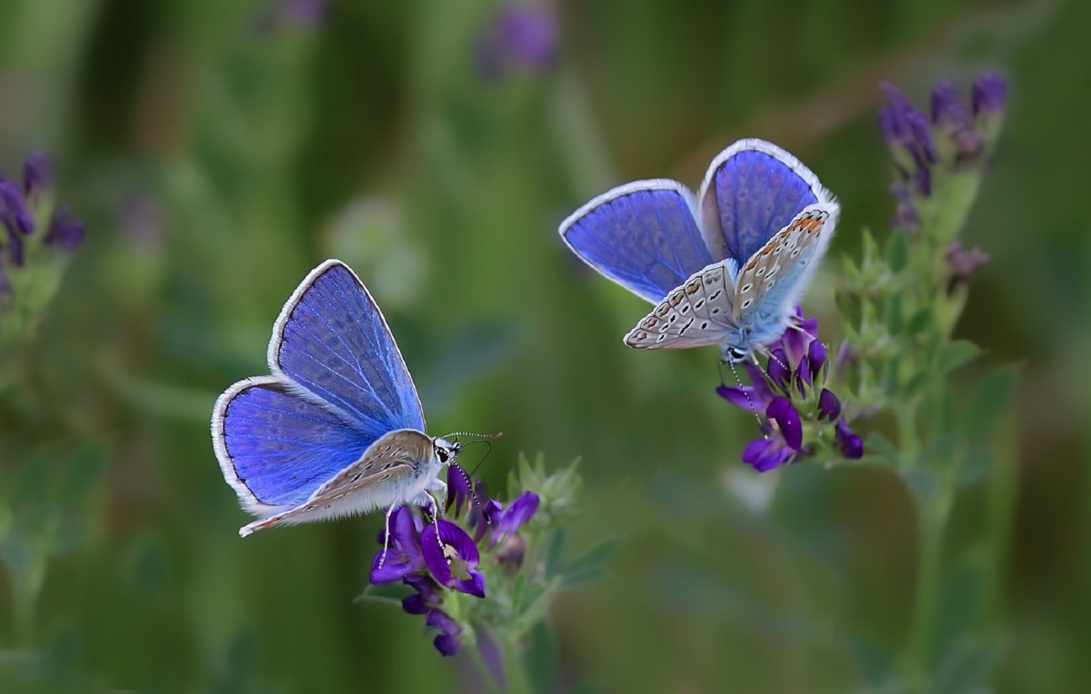 Венесуэльский пуделевый мотылек тутовый шелкопряд