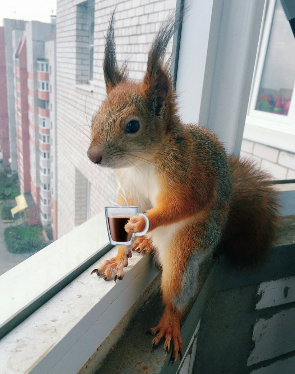 Белка путешественница