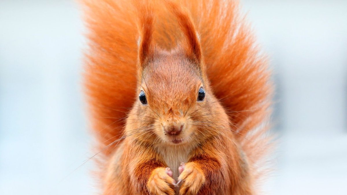 А У рыженькой у белки три морковки