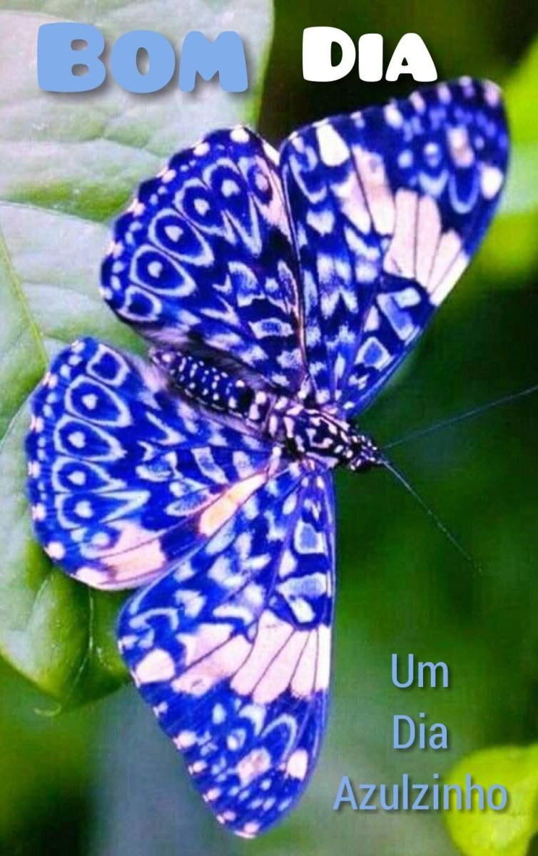 Порхание бабочки