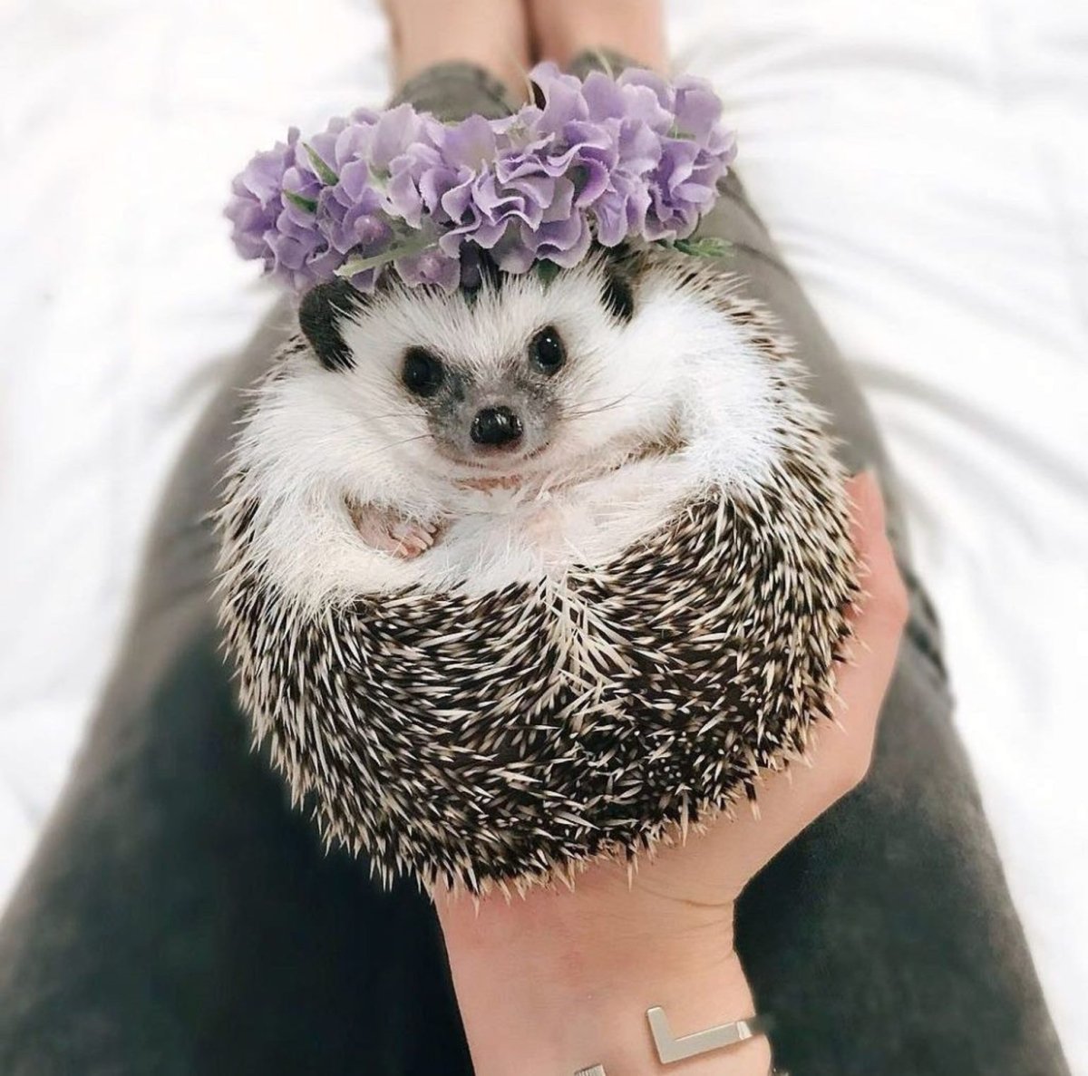 Самые красивые и милые зверюшки