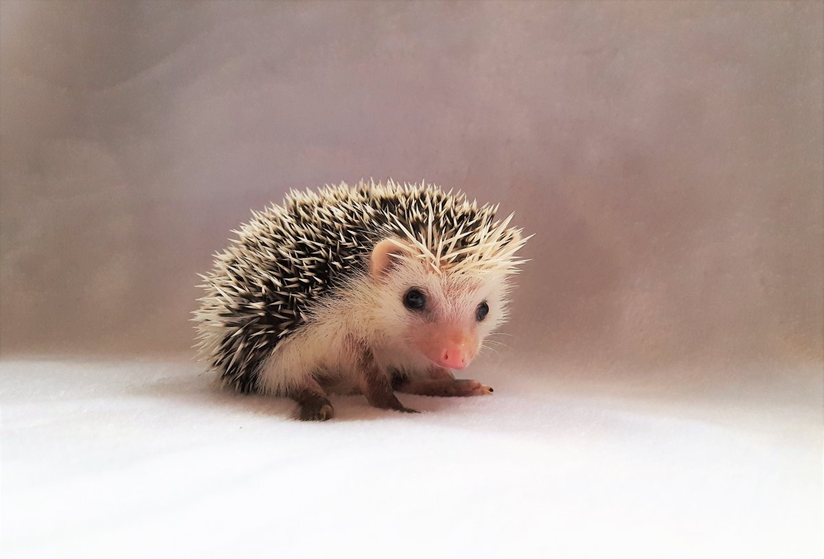 Pygmy Hedgehog перевод