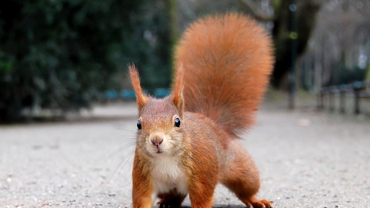 Чудеса природы животные