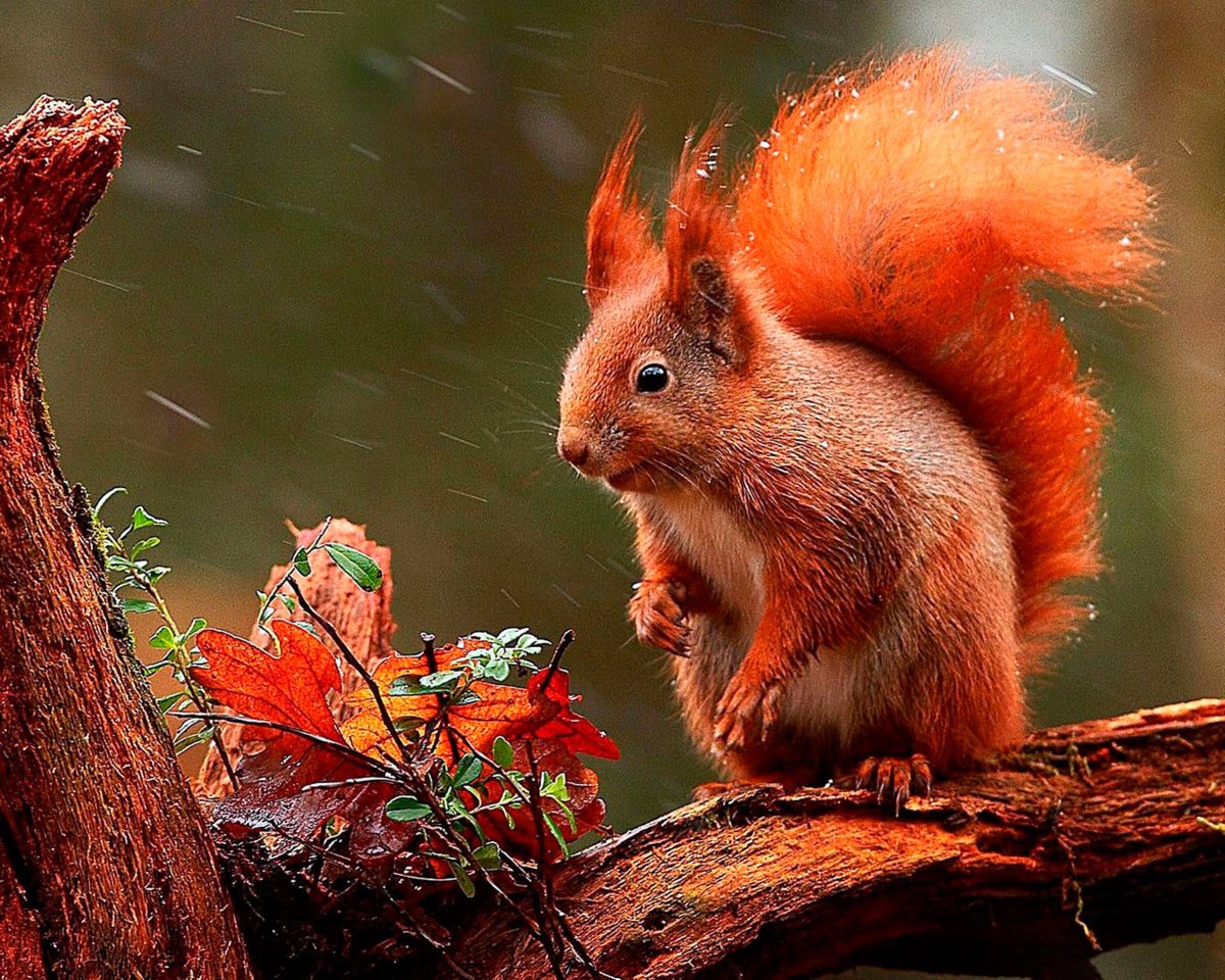 Белка прыгает