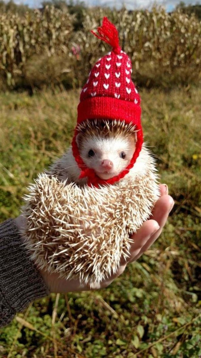 Ежики кукожики