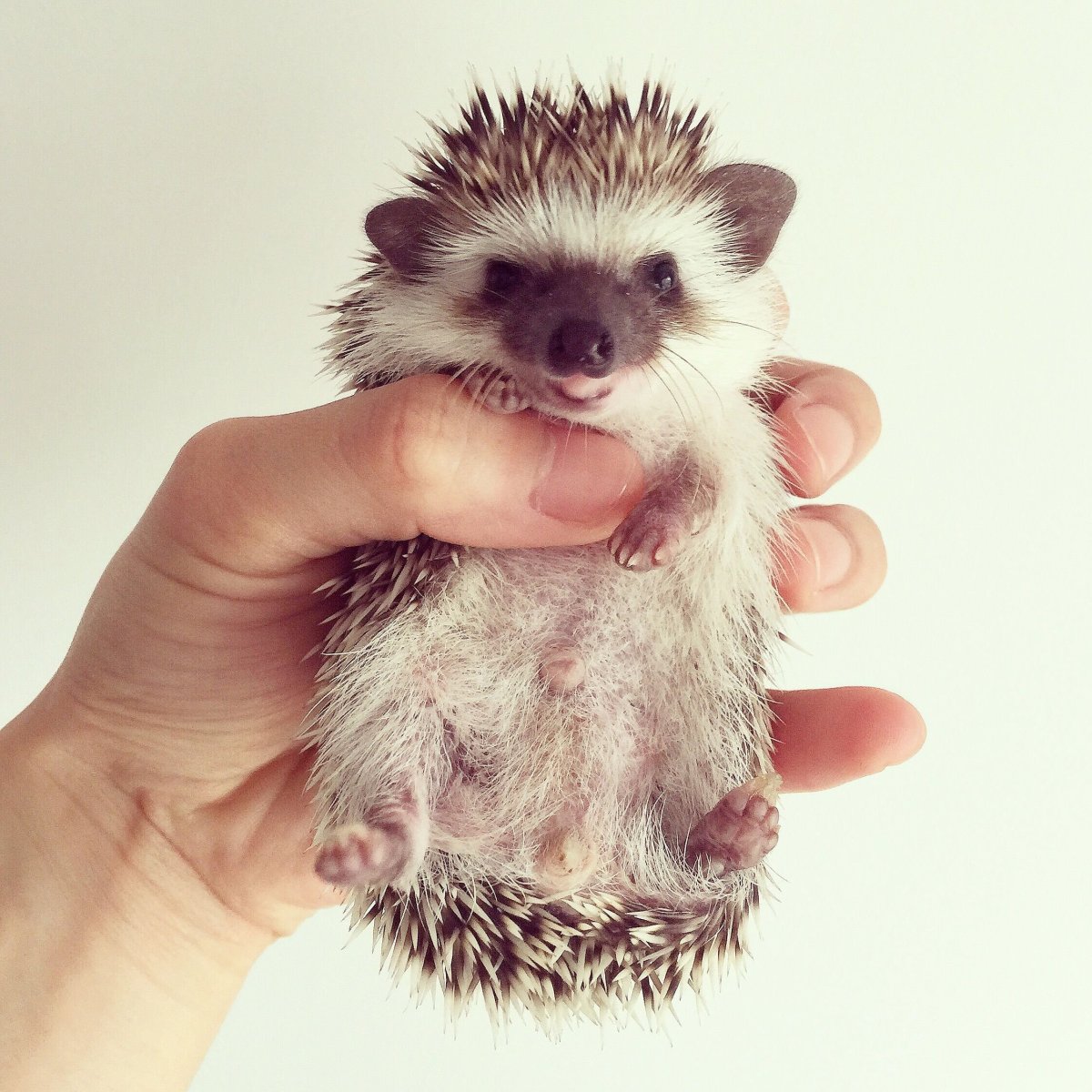 Вредный Ежик