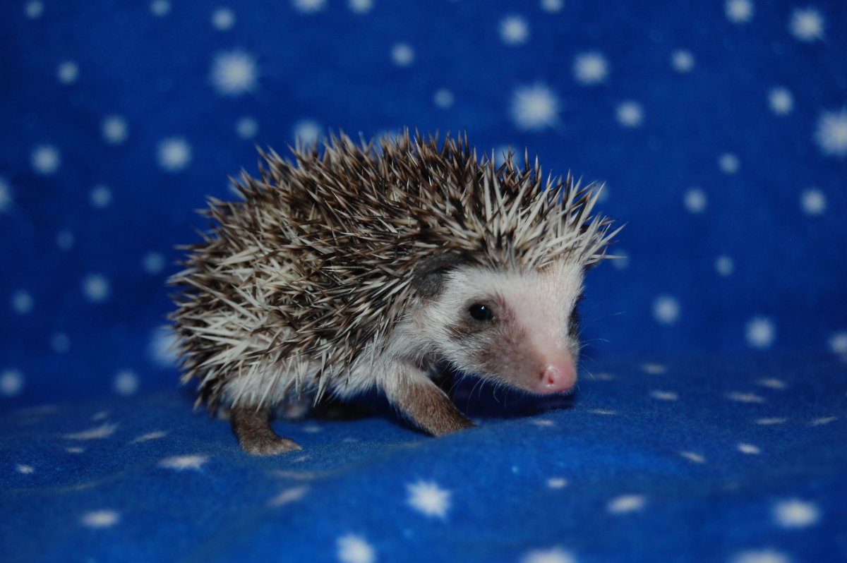 Ежонок - детеныш ежа