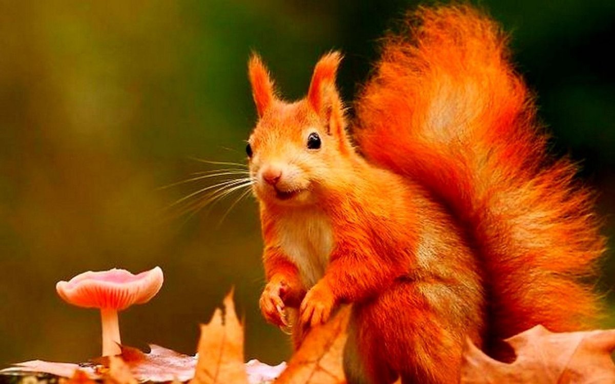 Белочка на рабочий стол