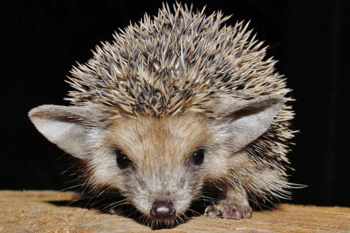 Ёжик рисунок акварелью