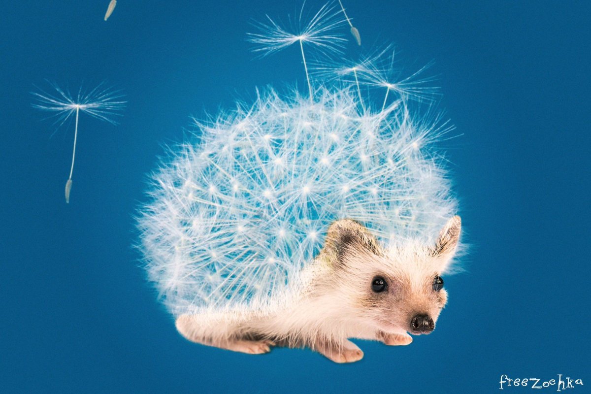 Мохнатый еж