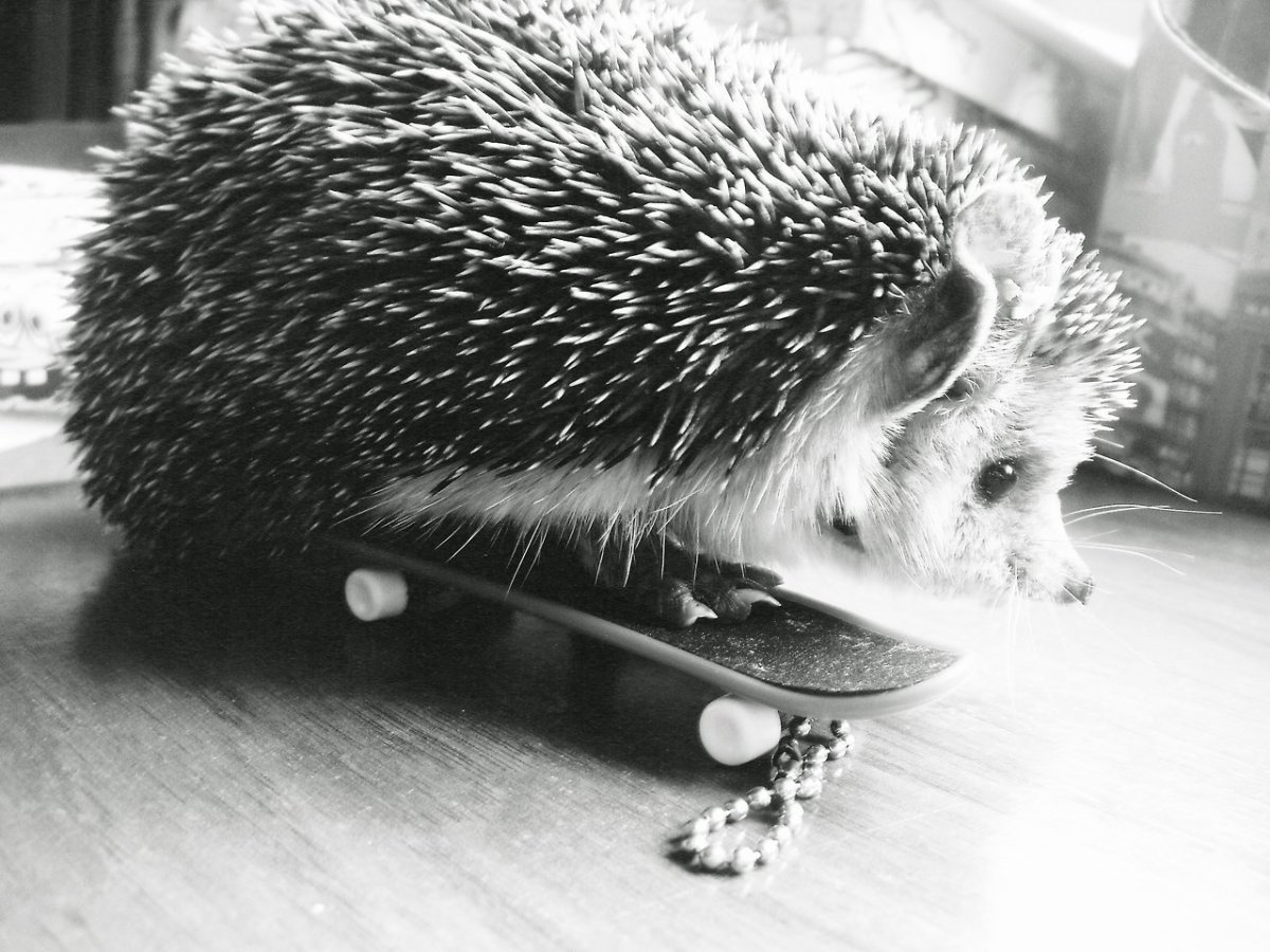 Ева фарб Ежик