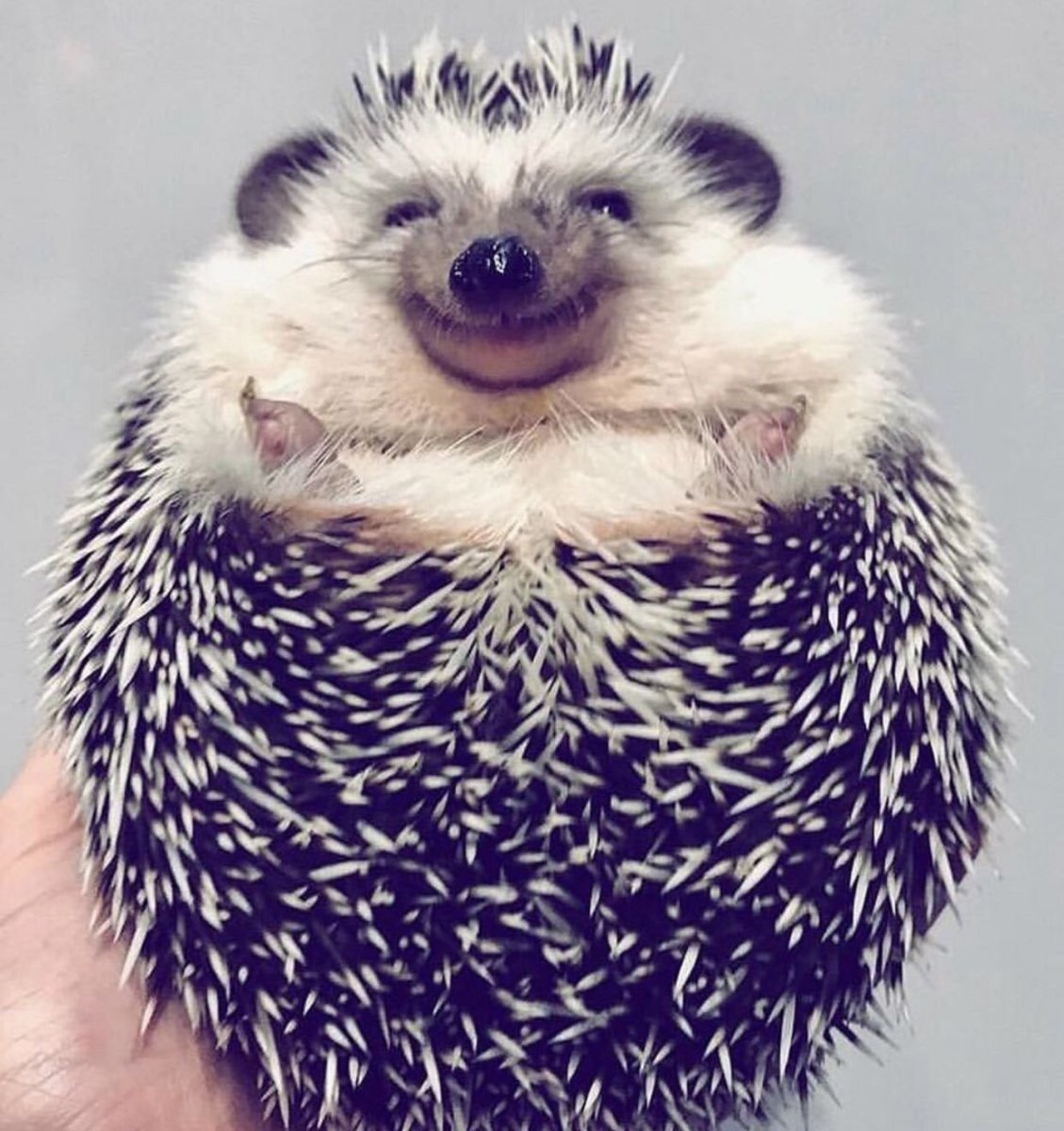 Огромный Ежик