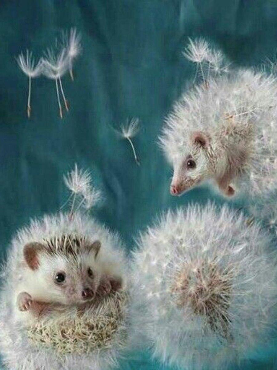 Ежуванчики Елена Еремина