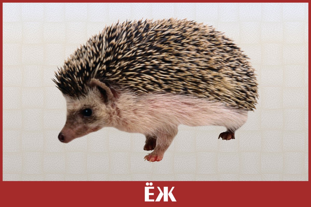 Маленькие Ежи