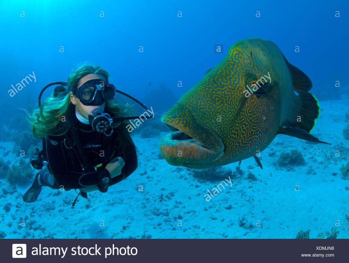 Рифовые акулы на Мальдивах