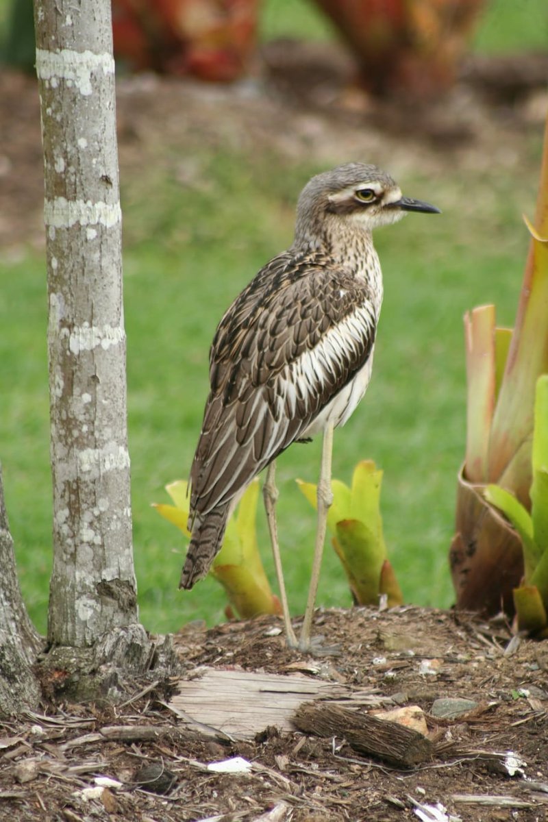 Птицы Австралии