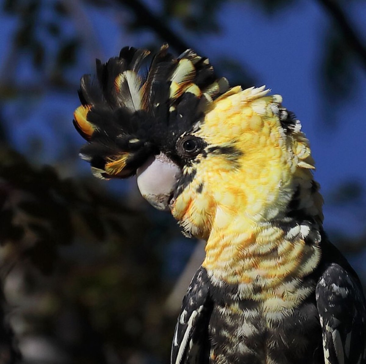 Какаду черный с золотым