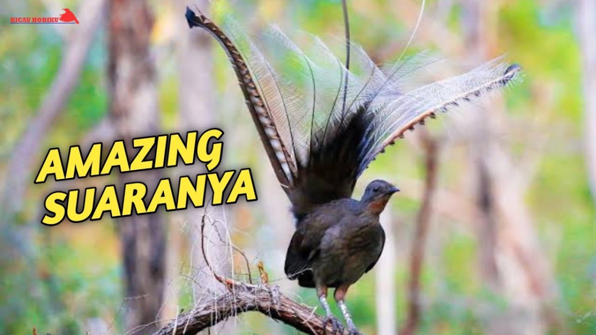 Птица лирохвост