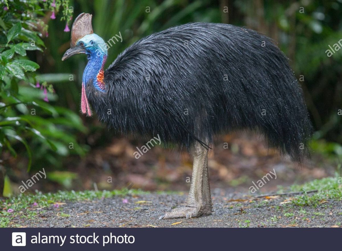 Шлемоносный казуар Австралии